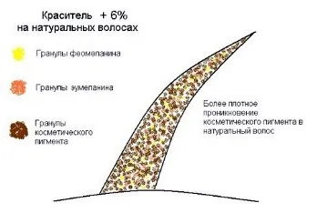 Дія відсотка окислювача на процес фарбування (окислювача) Дія відсотка окислювача на процес фарбування