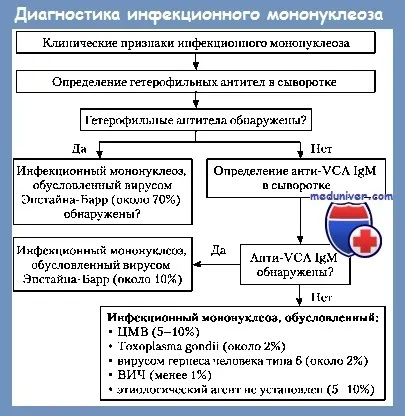Диференціальний діагноз інфекційного мононуклеозу (диференційний діагноз інфекційного мононуклеозу) Диференціальний діагноз інфекційного мононуклеозу