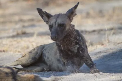 Дика собака Африки