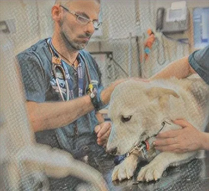 Дисплазія ліктьового суглоба у собак (дисплазія ліктьового суглоба у собак) Дисплазія ліктьового суглоба у собак