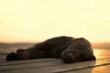 Для чого купіруют хвости і вуха собакам для чого купіруют хвости і вуха собакам (купируют хвости собакам) Для чого купіруют хвости і вуха собакам для чого купіруют хвости і вуха собакам