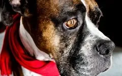 Для чого купіруют хвости і вуха собакам для чого купіруют хвости і вуха собакам (хвости) Для чого купіруют хвости і вуха собакам для чого купіруют хвости і вуха собакам