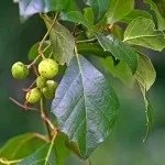 Домашній квітка берізка, догляд (пересадки краще використовувати) Домашній квітка берізка, догляд