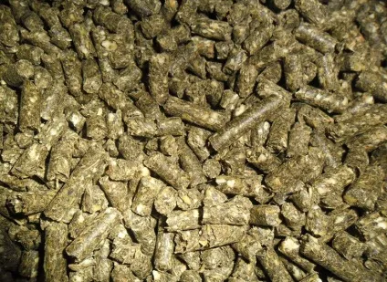 Домашній карликовий кролик (кролик) Домашній карликовий кролик