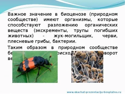 Доповідь по темі природні співтовариства (Слайд презентації слайді) Доповідь по темі природні співтовариства