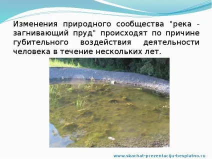 Доповідь по темі природні співтовариства (скачати доповідь) Доповідь по темі природні співтовариства