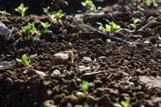 Дренированная грунт для розсади в домашніх умовах - як зробити -Свій будиночок в селі (розсади) Дренированная грунт для розсади в домашніх умовах - як зробити -Свій будиночок в селі
