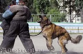 Дресирування кавказької вівчарки