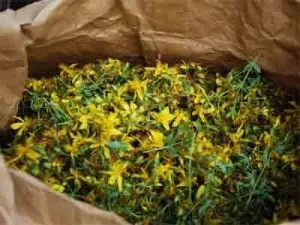 Ефективне лікування гідрокалікоз нирок за допомогою народних засобів (ложки сировини заварюють) Ефективне лікування гідрокалікоз нирок за допомогою народних засобів
