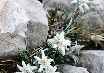 Едельвейс альпійський - гірська квітка в вашому саду, вирощування, фото, день дачника (фото) Едельвейс альпійський - гірська квітка в вашому саду, вирощування, фото, день дачника