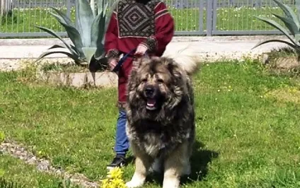 Дресирування кавказької вівчарки з фото і відео (вівчарки) Дресирування кавказької вівчарки з фото і відео