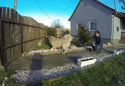 Дресирування кавказької вівчарки з фото і відео (кавказької) Дресирування кавказької вівчарки з фото і відео