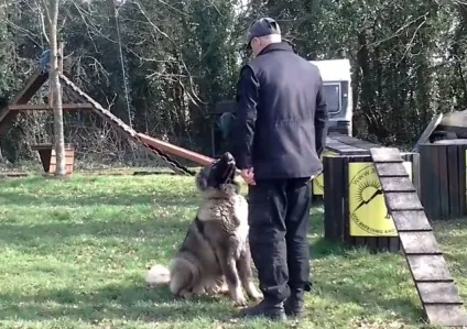 Дресирування кавказької вівчарки з фото і відео (дресирування) Дресирування кавказької вівчарки з фото і відео