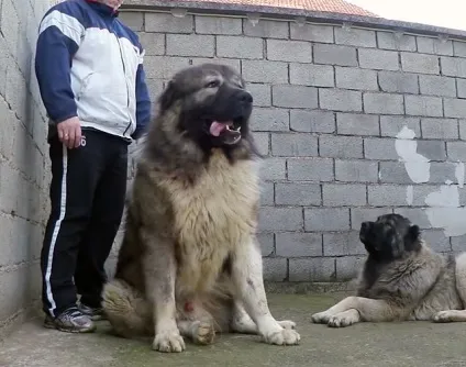 Дресирування кавказької вівчарки з фото і відео (вівчарки) Дресирування кавказької вівчарки з фото і відео