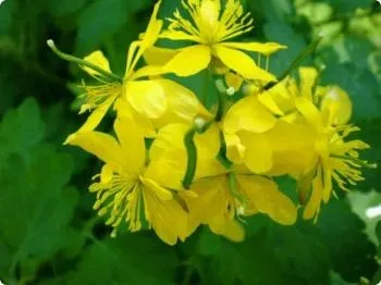 Еритразма лікування народними засобами