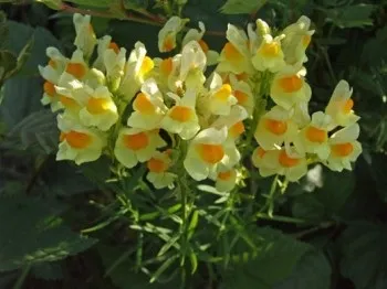 Еритразма лікування народними засобами