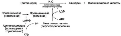 емульгування жирів