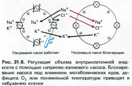 Електролітний баланс організму (сольовий) Електролітний баланс організму