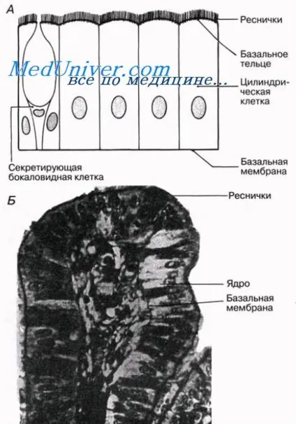 Епітеліальна тканина тварин