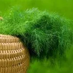 Фенхель корисні властивості і протипоказання - my life (корисні) Фенхель корисні властивості і протипоказання - my life