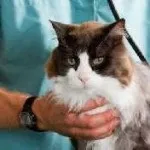 Евінтон для кішок інструкція, аналог в ветеринарії, ціна, відгуки, опис та протипоказання, (кішок) Евінтон для кішок інструкція, аналог в ветеринарії, ціна, відгуки, опис і протипоказання,