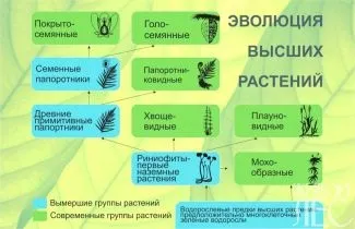 Еволюція деревних - інтернет-журнал «живий ліс» (еволюція) Еволюція деревних - інтернет-журнал «живий ліс»