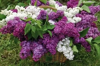 Фіброміалгія лікування в домашніх умовах (умовах) Фіброміалгія лікування в домашніх умовах