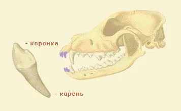 Це страшне слово дантист - зуби собаки, зубна система собаки, у собаки болять зуби автор елена (разом молочними зубами) Це страшне слово дантист - зуби собаки, зубна система собаки, у собаки болять зуби автор елена