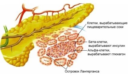 ферментативна недостатність