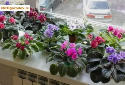 Фіалка - догляд в домашніх умовах для початківців квітникарів