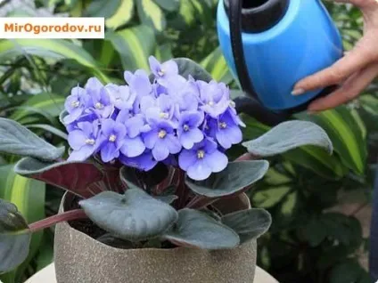Фіалка - догляд в домашніх умовах для початківців квітникарів