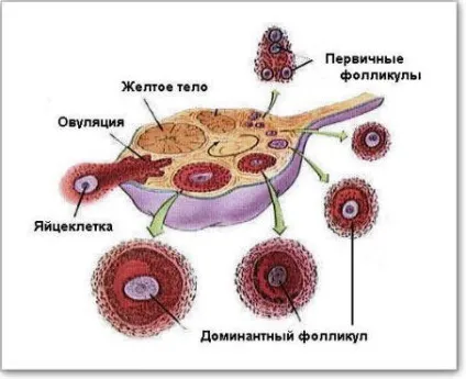 Фізіологія жіночої статевої системи (системи) Фізіологія жіночої статевої системи