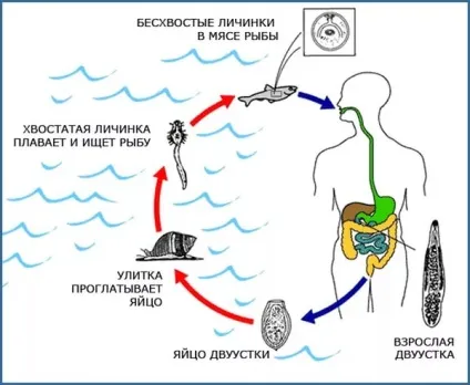 Чи є в щуці опісторхоз і чи можна заразитися з'ївши хвору рибу (є) Чи є в щуці опісторхоз і чи можна заразитися з'ївши хвору рибу