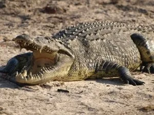 Де живе нільський крокодил і опис виду (крокодил) Де живе нільський крокодил і опис виду