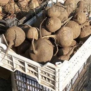 Гайморит лікування редькою, редька (алергічний гайморит розвивається) Гайморит лікування редькою, редька