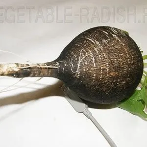 Гайморит лікування редькою, редька (гаймориту народними засобами) Гайморит лікування редькою, редька
