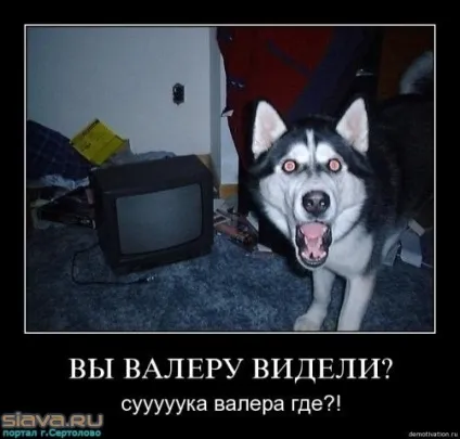 Де валера, netlore валера, навала, де валера, український рок, фестивалі