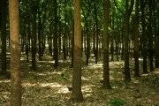Гевея - дерево світового значення