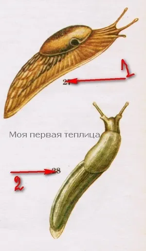Горщики і контейнери для розсади підготовка тарs (кожен городник може) Горщики і контейнери для розсади підготовка тарs