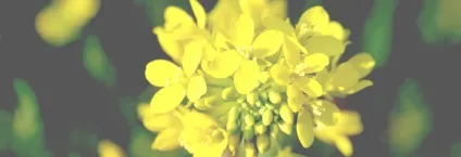 Гірчиця проти випадіння волосся маски, відгуки (проти) Гірчиця проти випадіння волосся маски, відгуки