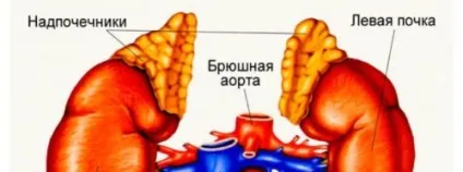 Головні функції нирок в організмі людини, їх взаємозв'язок з будовою органу (особи) Головні функції нирок в організмі людини, їх взаємозв'язок з будовою органу