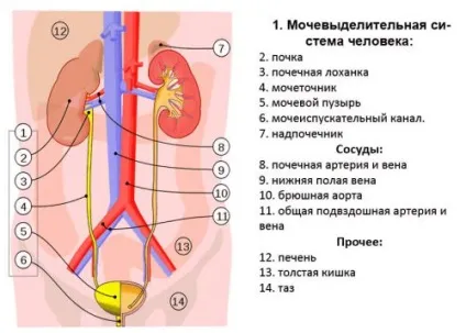 Головні функції нирок в організмі людини, їх взаємозв'язок з будовою органу (взаємозв'язок) Головні функції нирок в організмі людини, їх взаємозв'язок з будовою органу