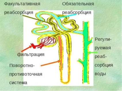 Головні функції нирок в організмі людини, їх взаємозв'язок з будовою органу (взаємозв'язок) Головні функції нирок в організмі людини, їх взаємозв'язок з будовою органу