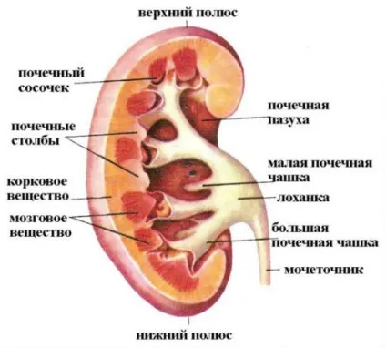 Головні функції нирок в організмі людини, їх взаємозв'язок з будовою органу (організмі) Головні функції нирок в організмі людини, їх взаємозв'язок з будовою органу