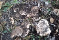 Гриб подтопольнік фото і опис, коли і як збирати, як готувати, відео (подтопольнік) Гриб подтопольнік фото і опис, коли і як збирати, як готувати, відео