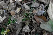Гриб подтопольнік фото і опис, коли і як збирати, як готувати, відео (фото) Гриб подтопольнік фото і опис, коли і як збирати, як готувати, відео
