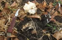 Гриб подтопольнік опис, фото, де ростуть, коли і як збирати, варіанти приготування, відео