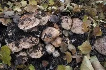Гриб подтопольнік опис, фото, де ростуть, коли і як збирати, варіанти приготування, відео