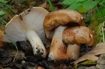 Гриб подтопольнік опис, фото, де ростуть, коли і як збирати, варіанти приготування, відео