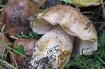 Гриб подтопольнік опис, фото, де ростуть, коли і як збирати, варіанти приготування, відео